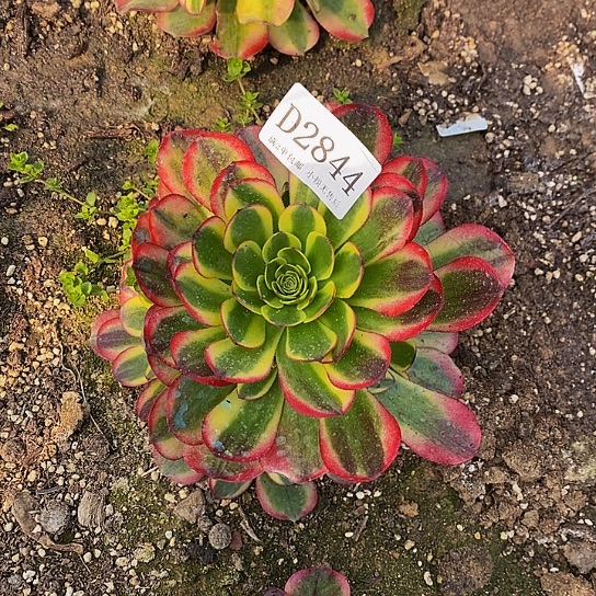 2844奶白锦多肉法师