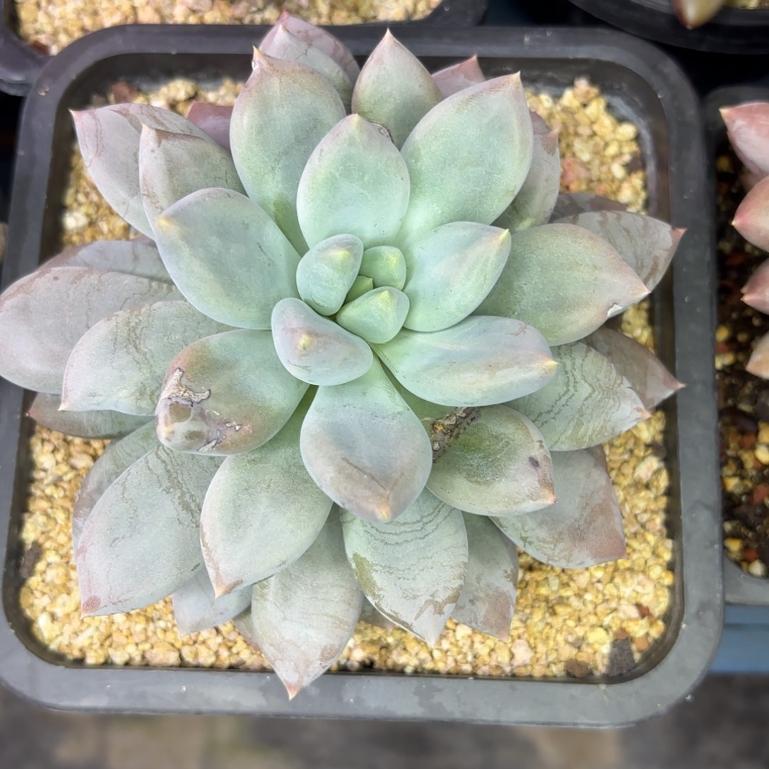 @***兒哥特萝莉一物一拍