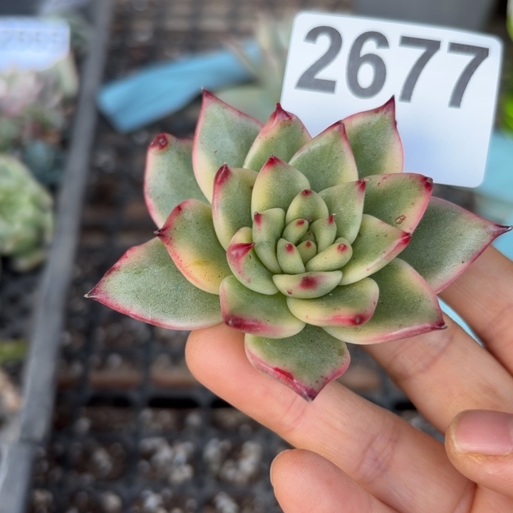 头盖锦无根当天次单满18包邮