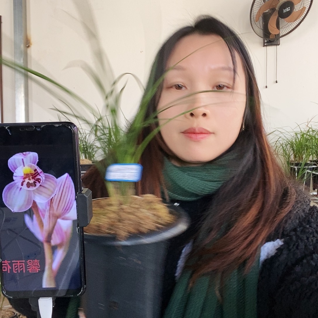 完全开放馨雨荷四苗带花莲瓣兰