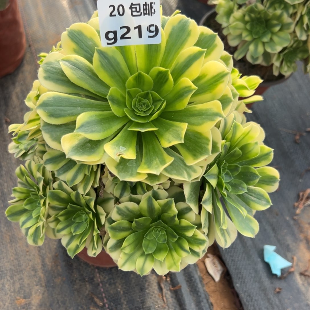 219金丝，满20包邮嘟叮熊