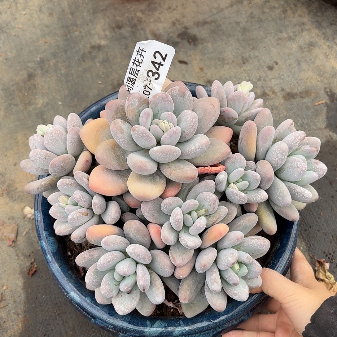 同温层多肉香水342