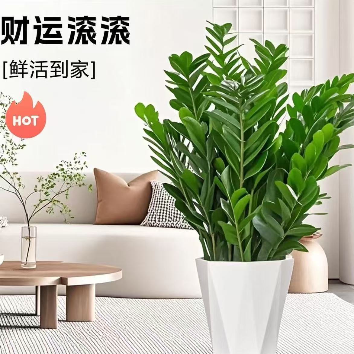 【 80-90cm】金钱树盆栽室内客厅阳台四季常青好养绿植钱串子