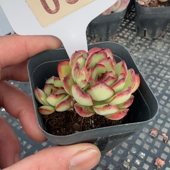 34 一物一拍多肉