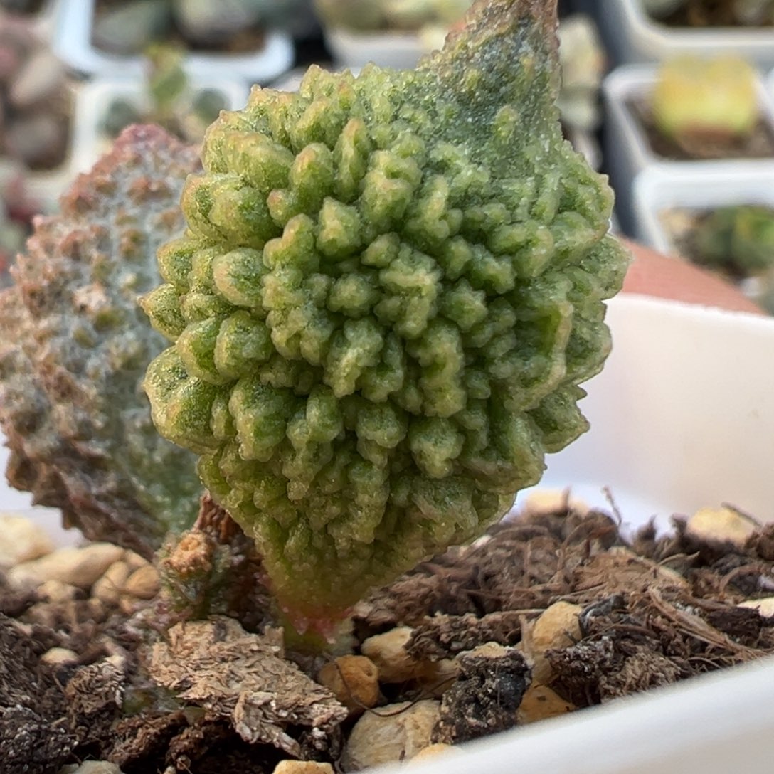 爆炸纹扎小辫新品多肉植物水泡