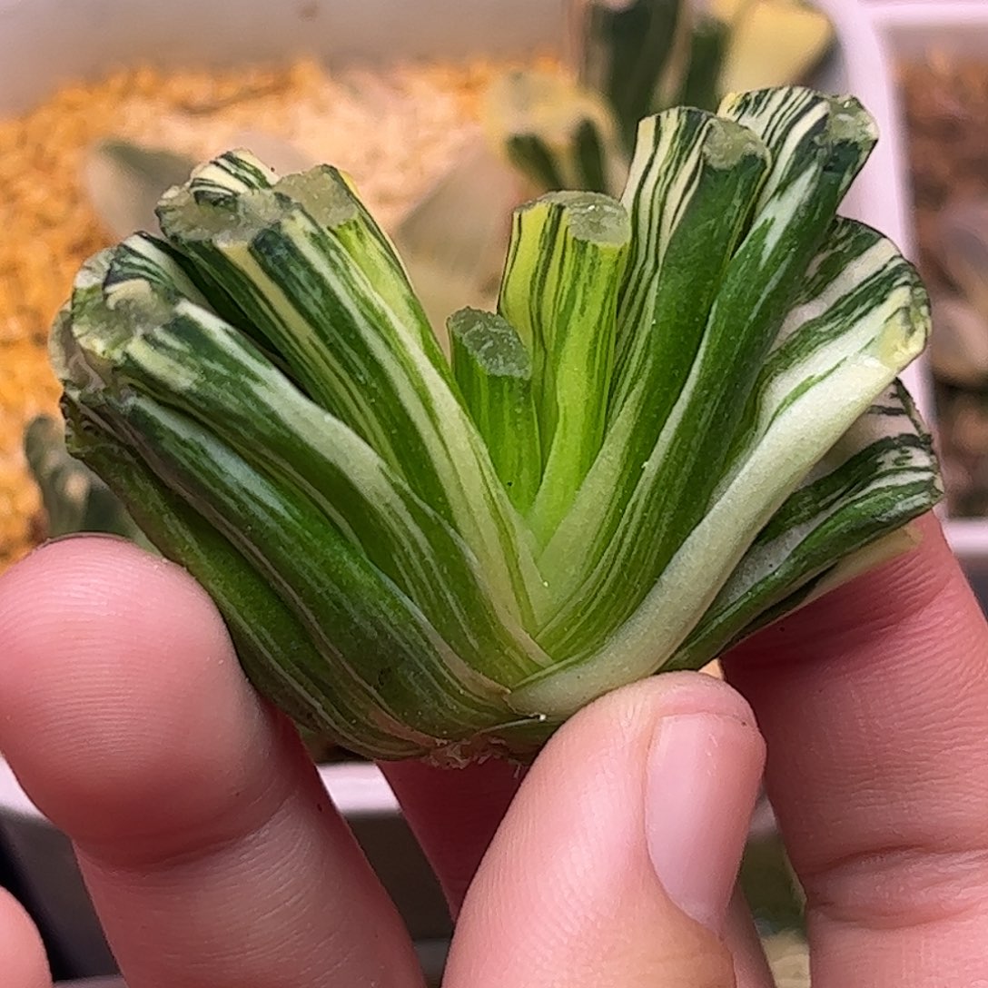 写乐实生锦十二826