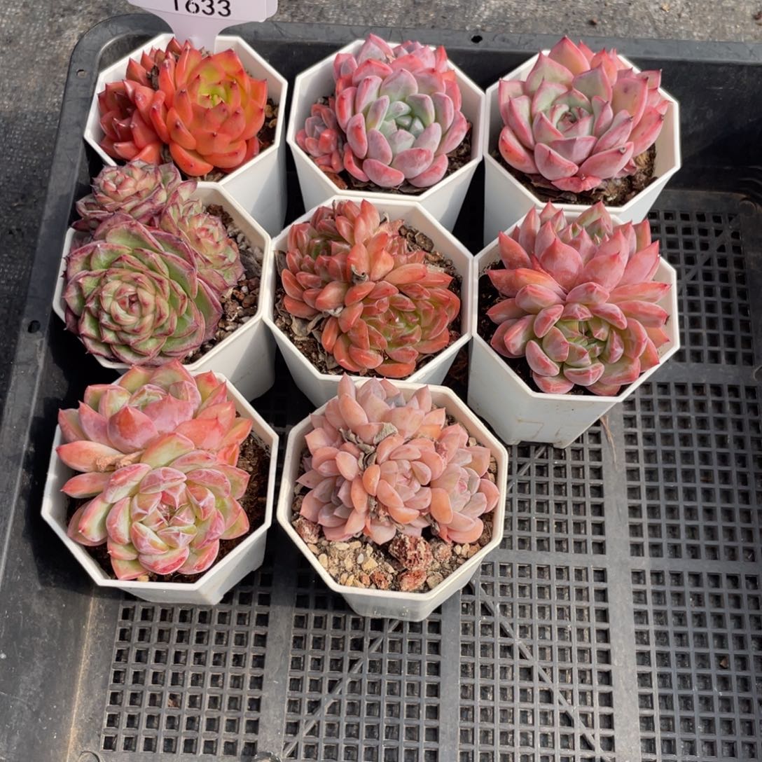 不包整散 盆子不售后1633