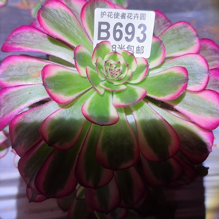 多肉法师粉体财运广