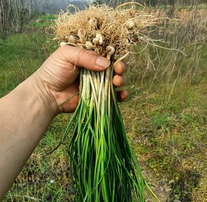【一村一品  沅古坪】新鲜蔬菜