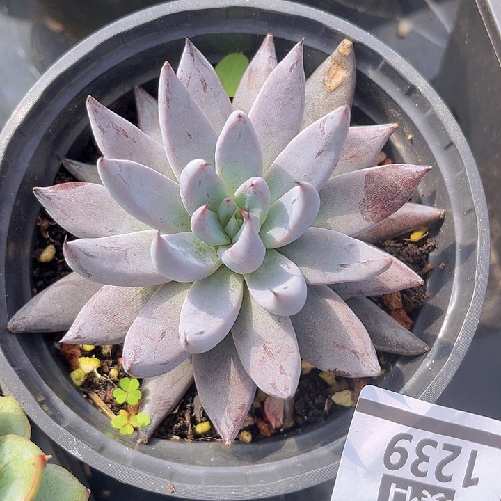 魔爪1239多肉植物