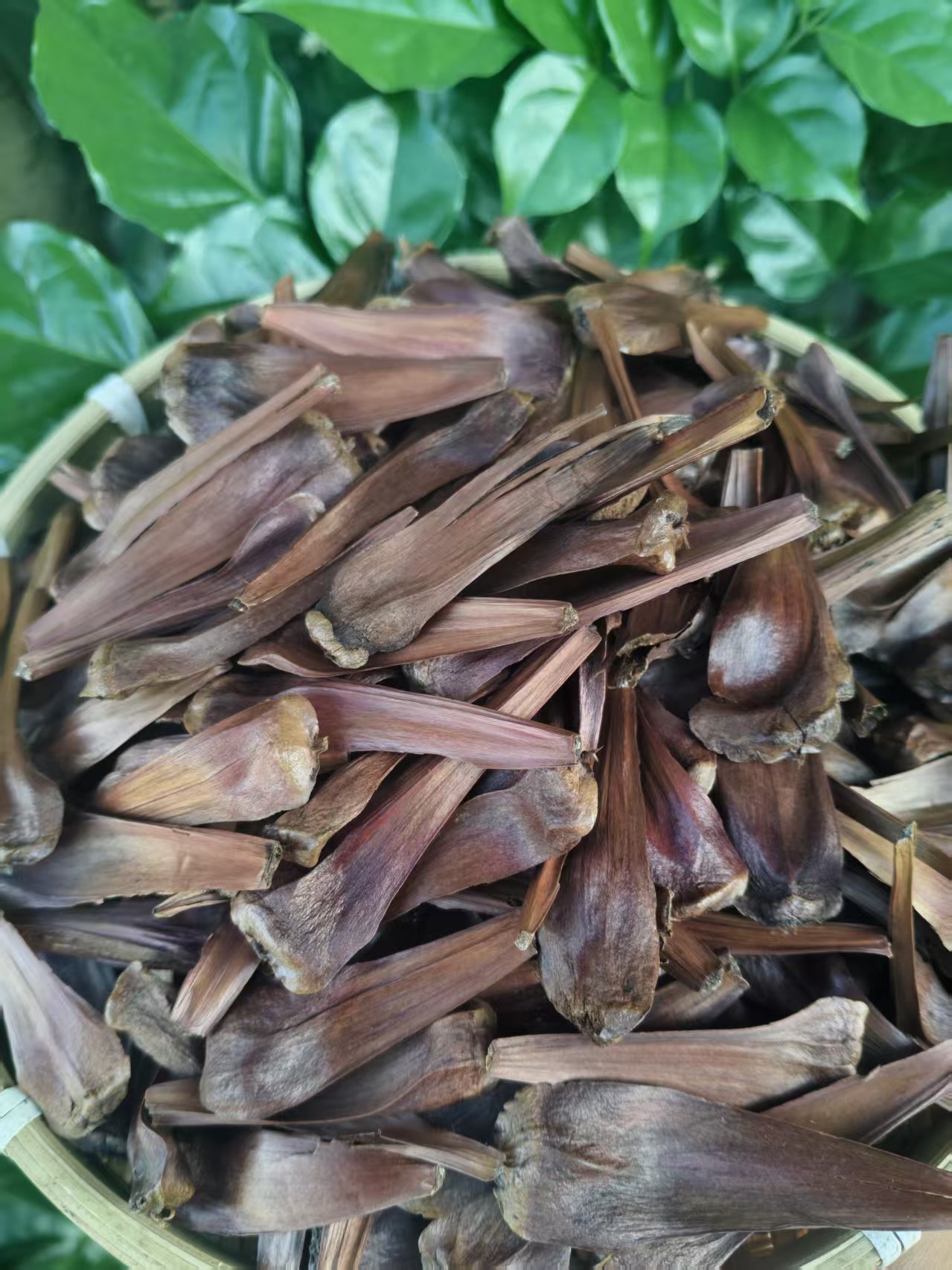 【阿海精选】土特产雪域不咾花