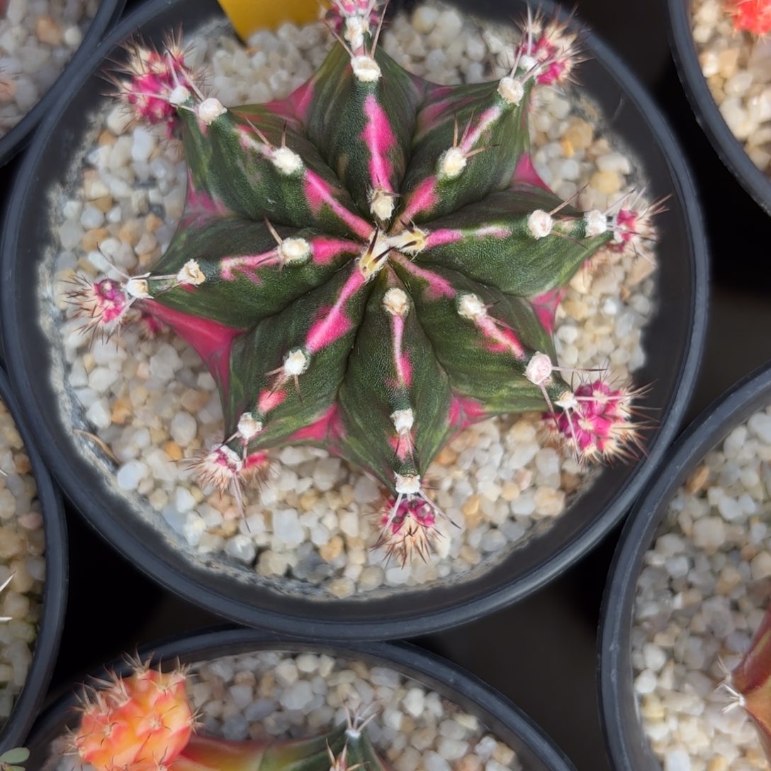 20-1224泰国发货多肉