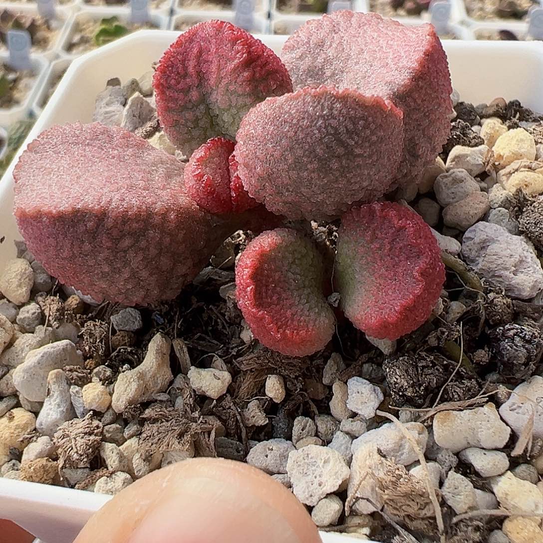 实生水泡，21年老桩，带盆发货。