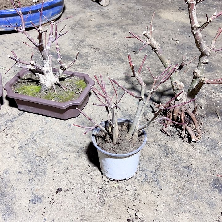 鼎***技无花朵枫树……枫树