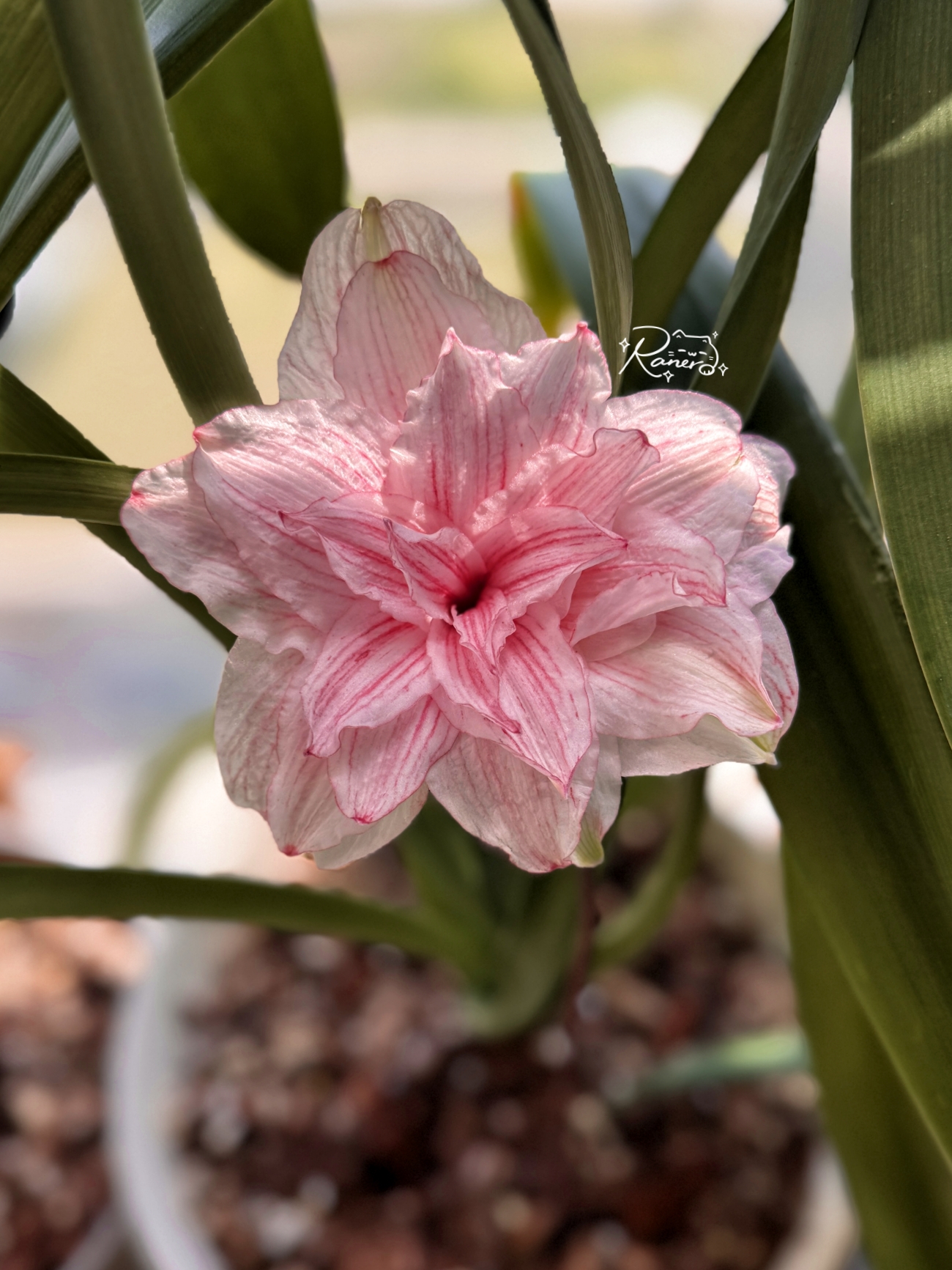 S孤挺花园 粉色奶油1 裸球 