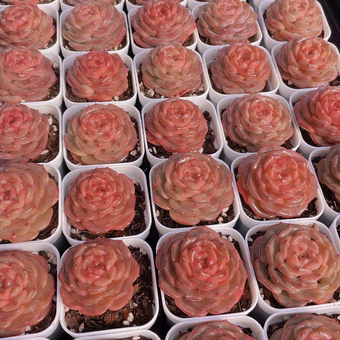 量拍42号 糖心秋海棠单头一个