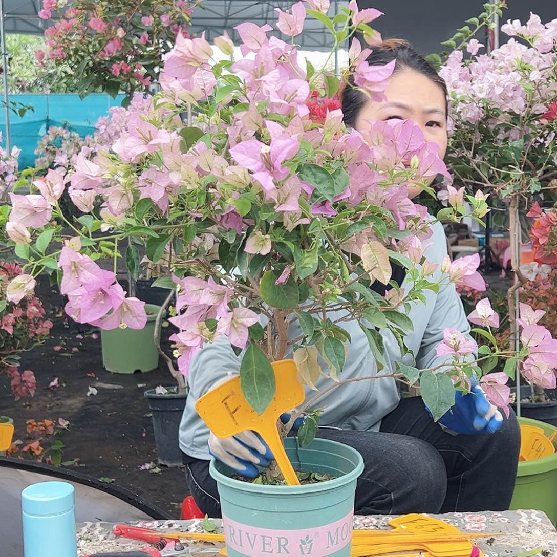 知***乐大部分花苞少量开放F21赛佛理