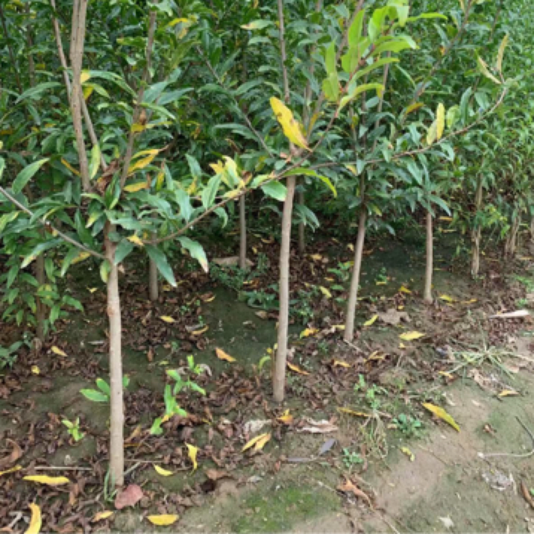 一物一拍 花园植物 南北方种植