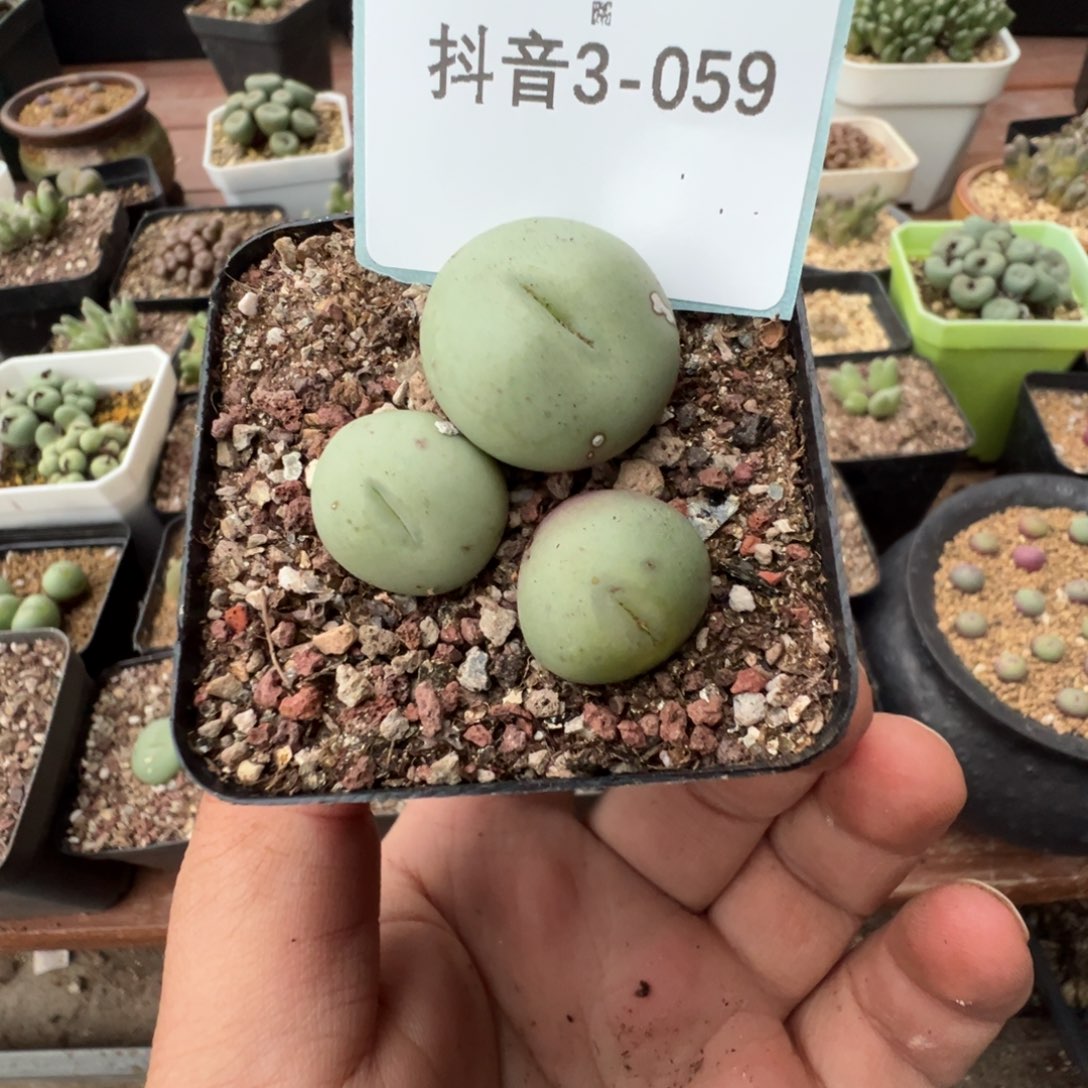 别****3-59肉锥多肉植物，