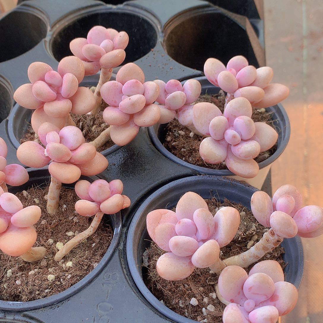 两颗桃蛋45677889990000000