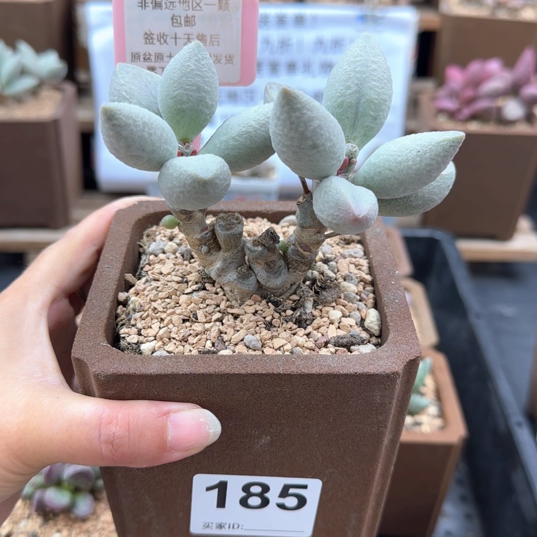 185白糖豆多肉植物