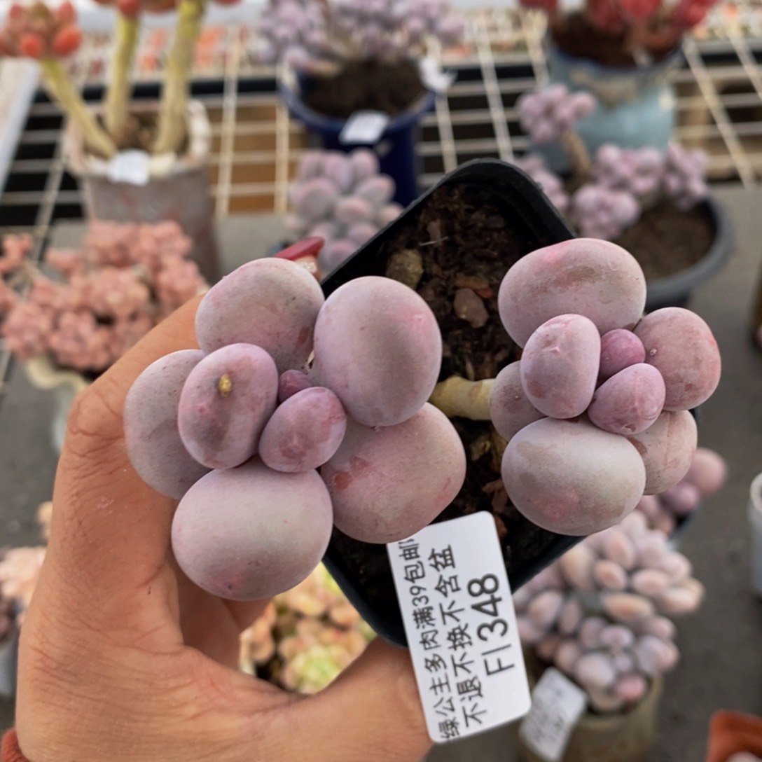 彩虹奶酪348:7v m