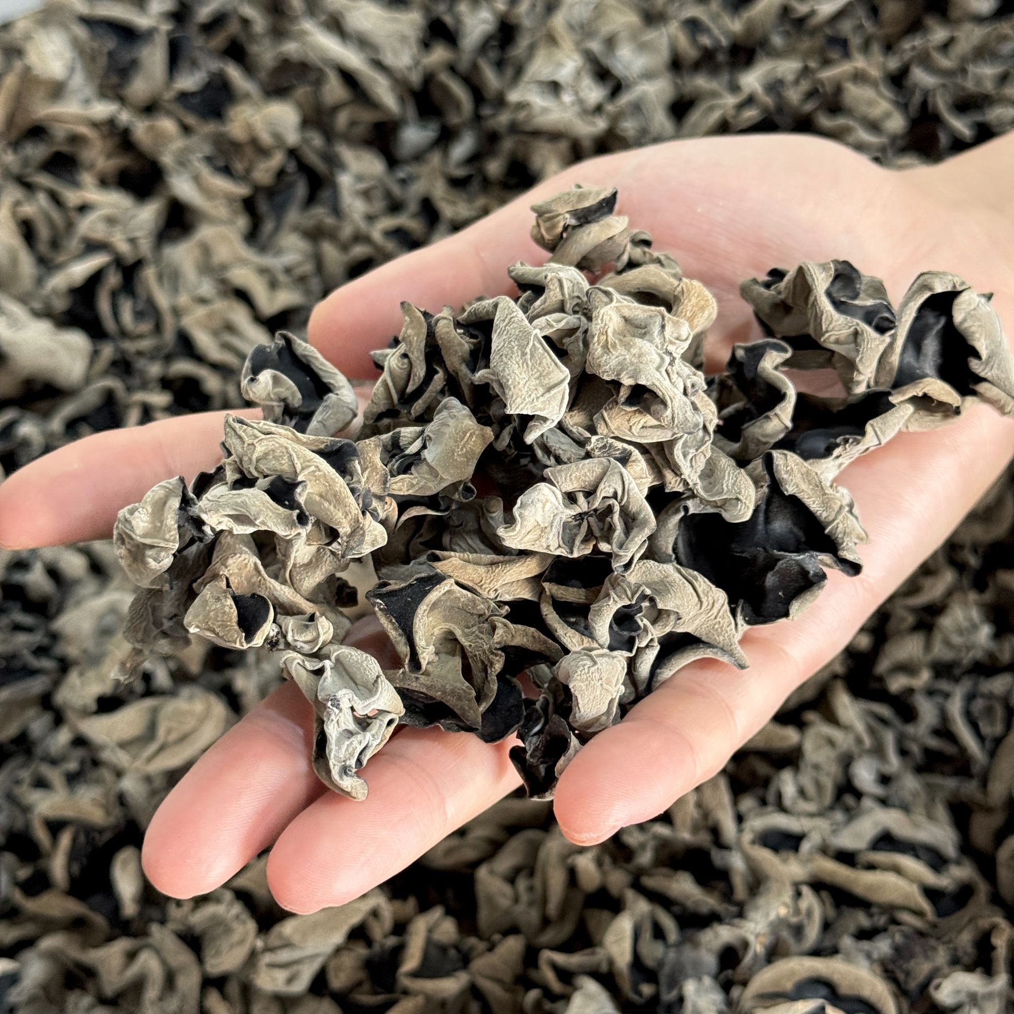 新品头茬精品山货木耳