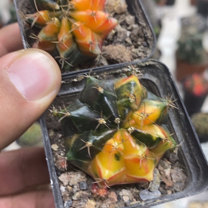 实生牡丹锦2颗特价