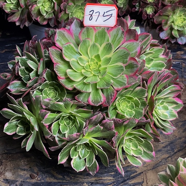 万花筒老桩捧花875号