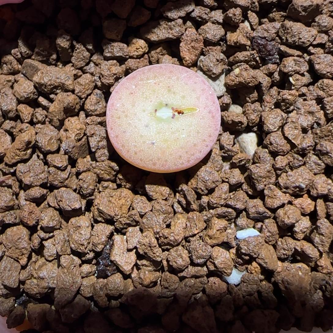 肉锥多肉植物百科-杂交大饼有疤1078