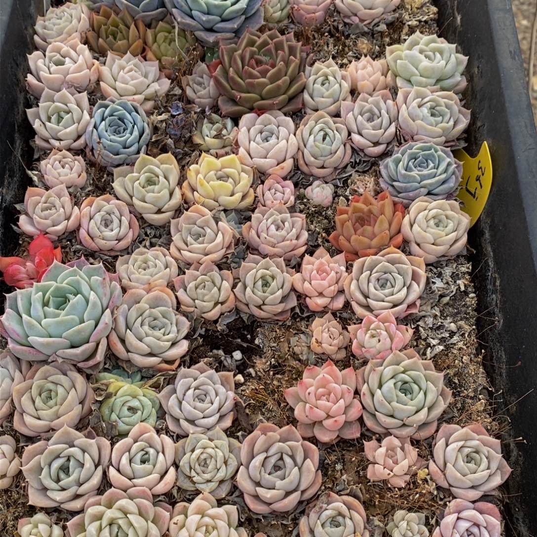 637分钟后用清水洗净切块备用。