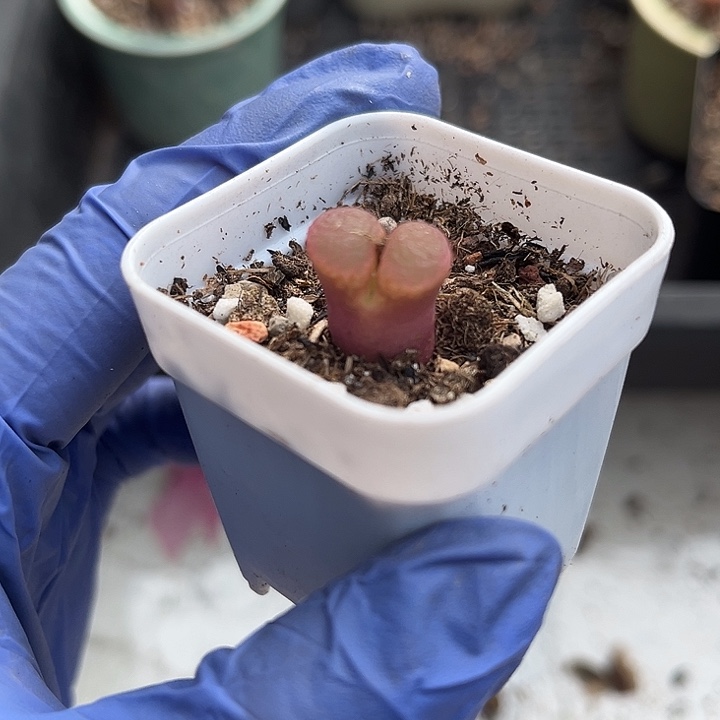 脱土发，满28包邮。红风铃