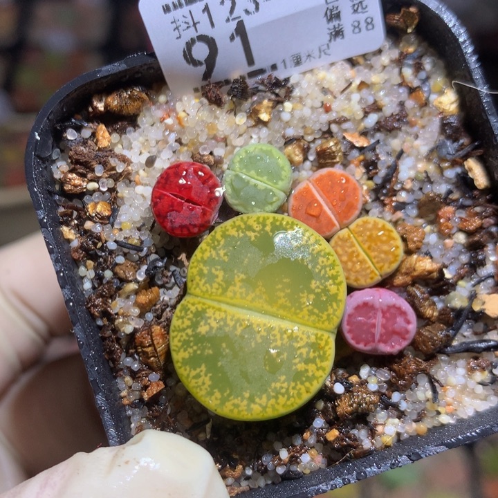 精品生石花123.91