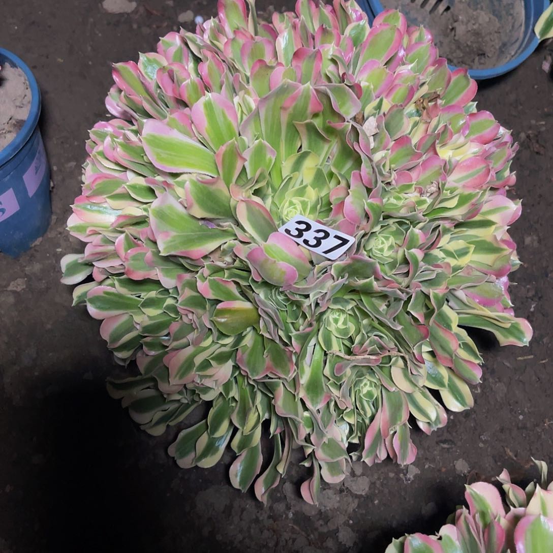 法师法师15-17包邮法师