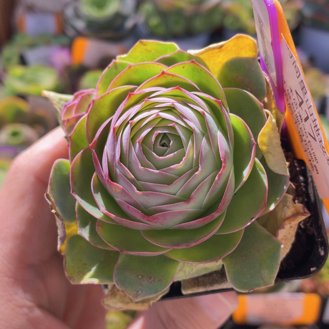 粉红舞鞋多肉福利417一物一拍