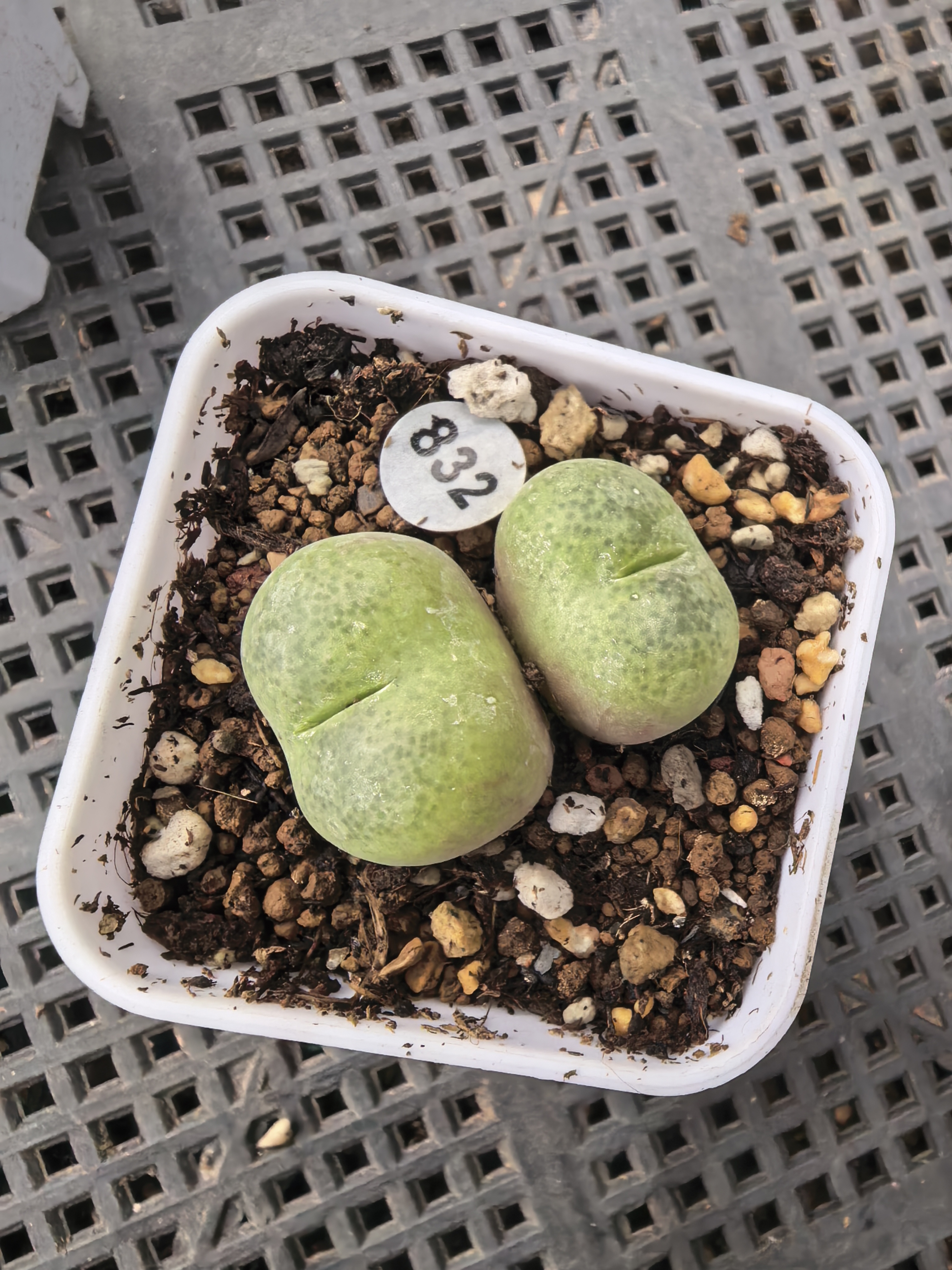 翠光玉2/2.2cm（多肉带盆）