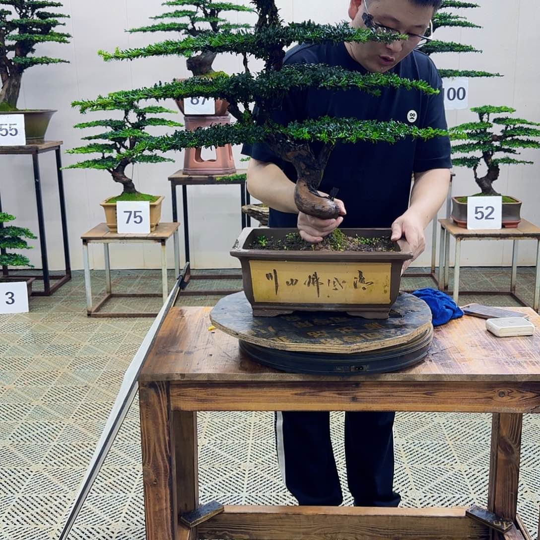 无花朵珍珠罗汉松造型盆景