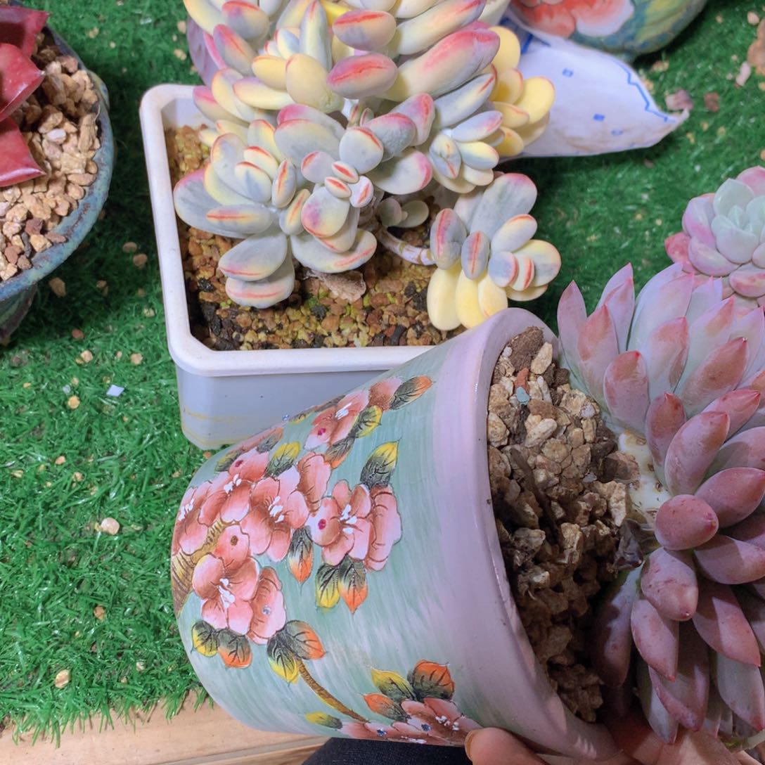 .****O乒乓福娘锦带盆一物一拍