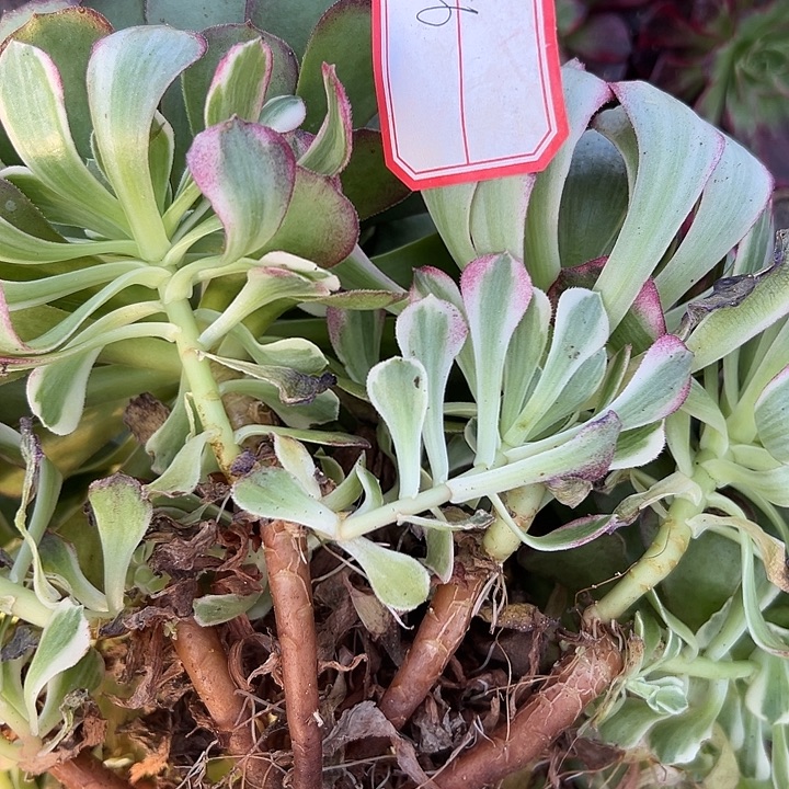 法师锦好好看啊16好看