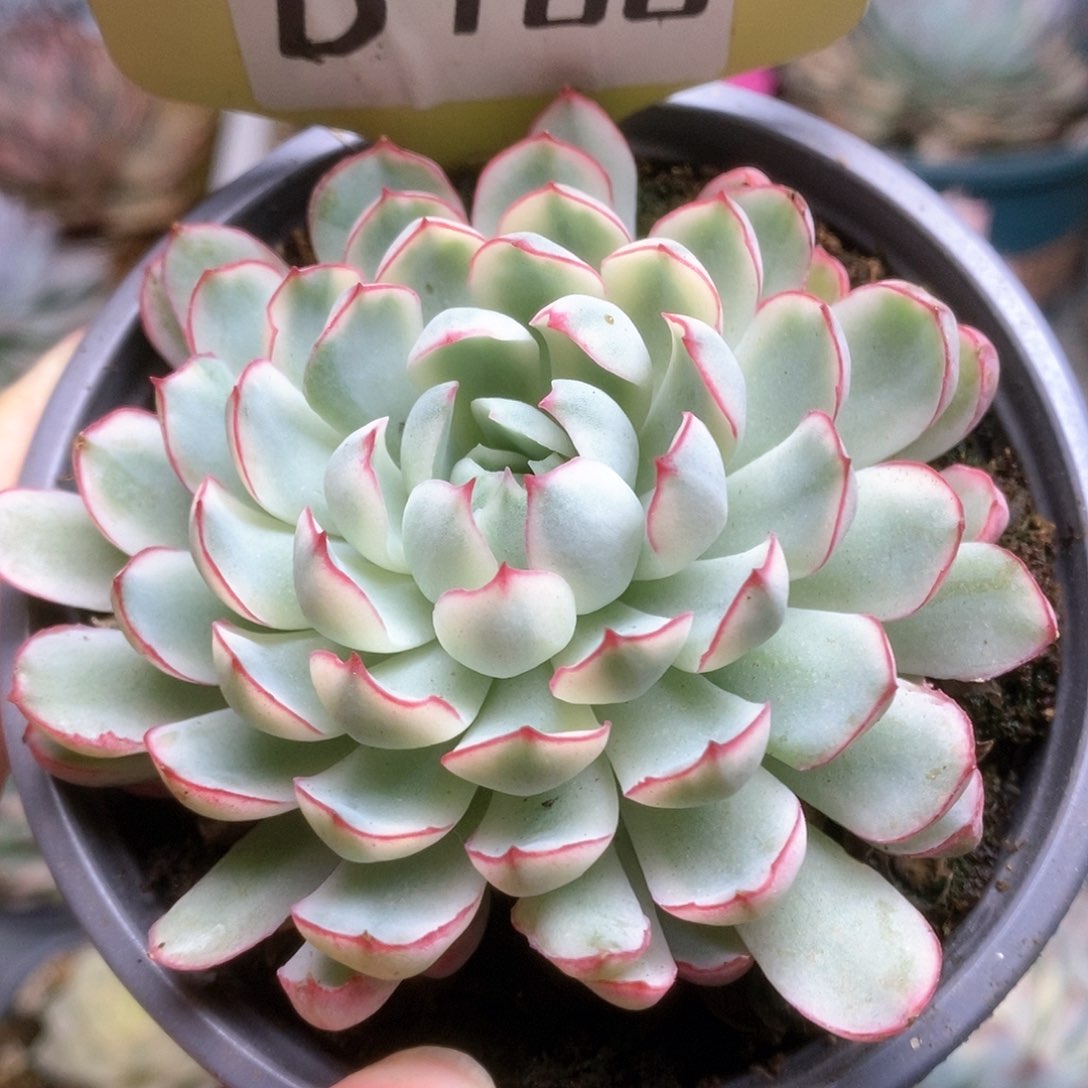 186白覆轮梦幻玫瑰锦锦