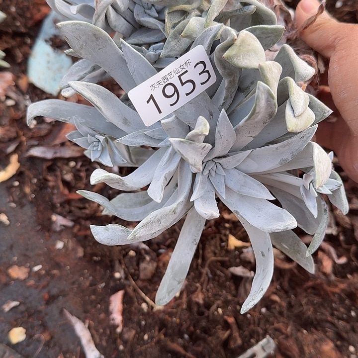 3代杂交新品仙女杯多肉瑕疵