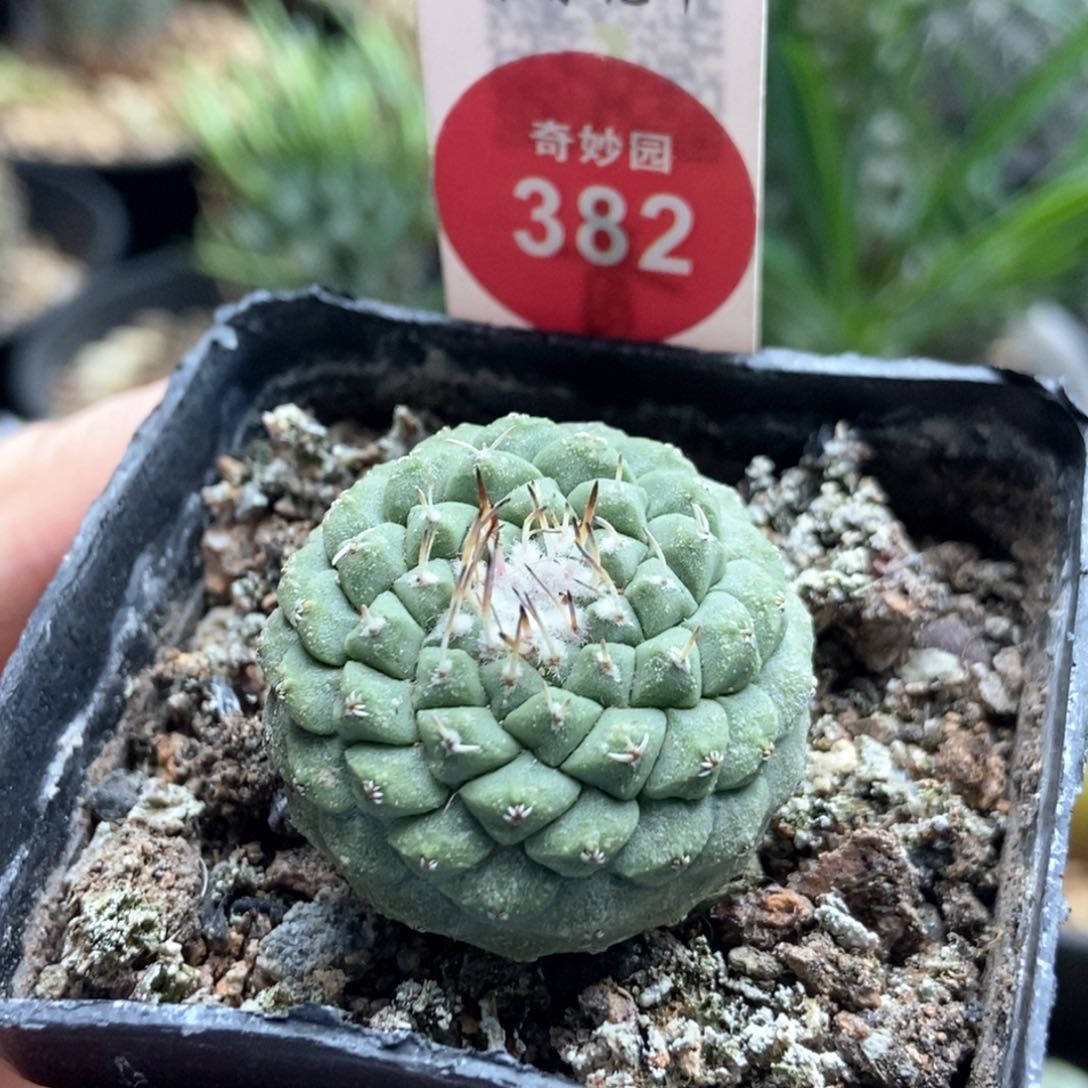 实生母本菊水2.9cm