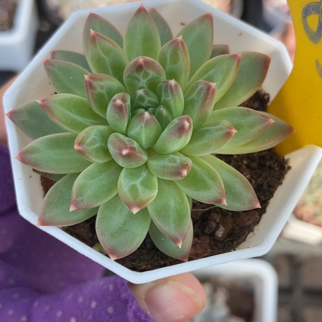 853甲骨文多肉植物