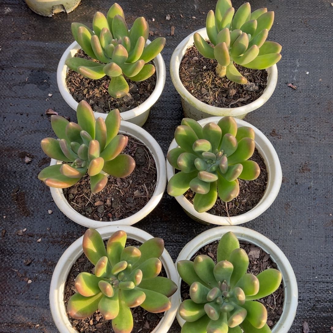 金蝉，图中任意一颗，尺寸10