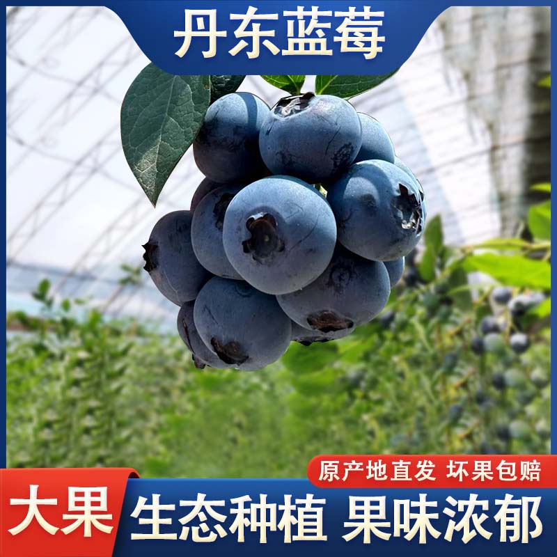 【赏味期】丹东东港头茬蓝莓L25（大果18mm-20mm，400克）（辽宁省内发货）