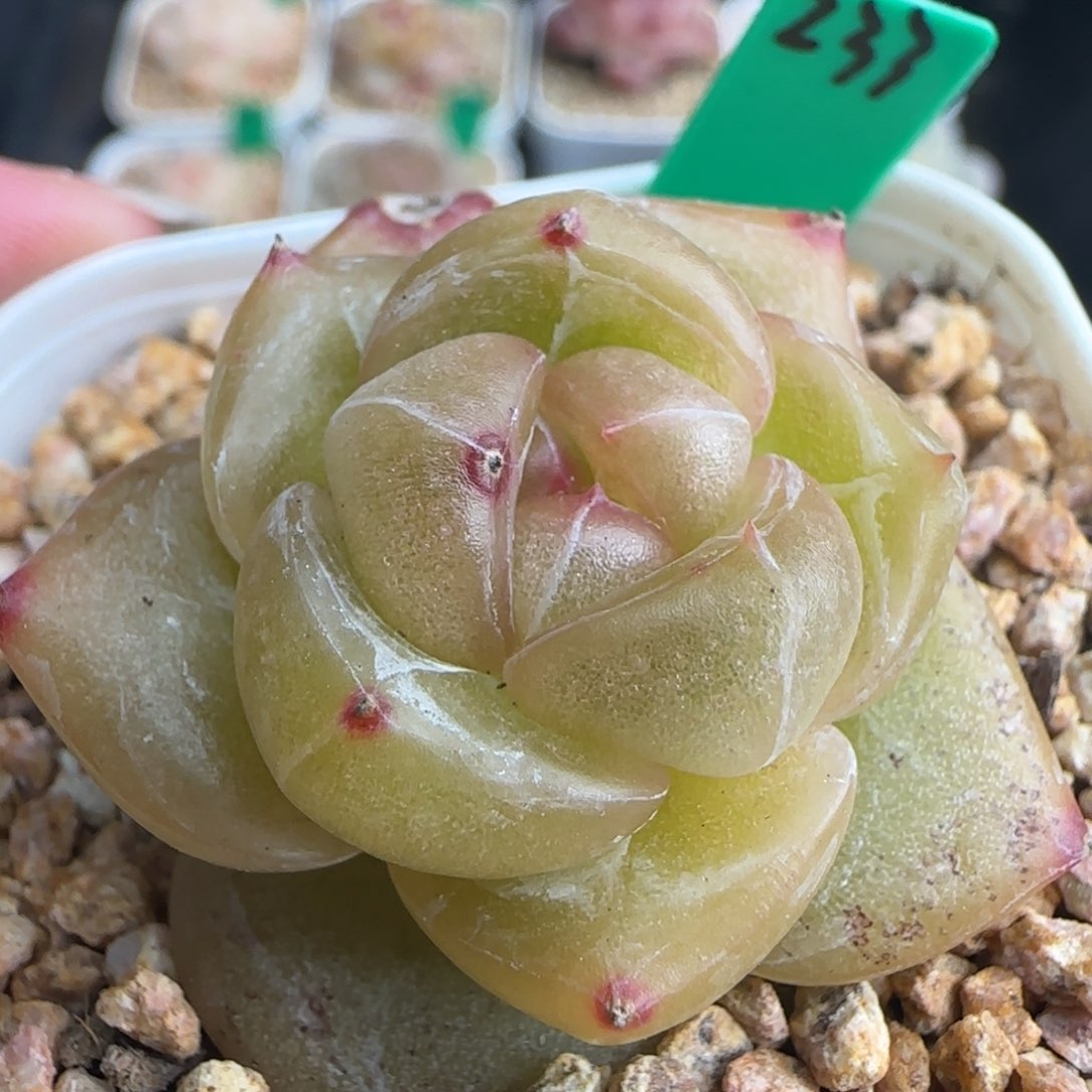 多肉233   糖心   5厘米盆