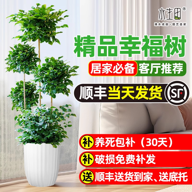 【大号幸福树】室内植物盆栽大型独杆新家客厅办公室电视柜两旁装饰