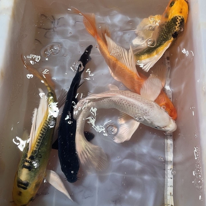 蝴蝶鲤鱼渔场直发18