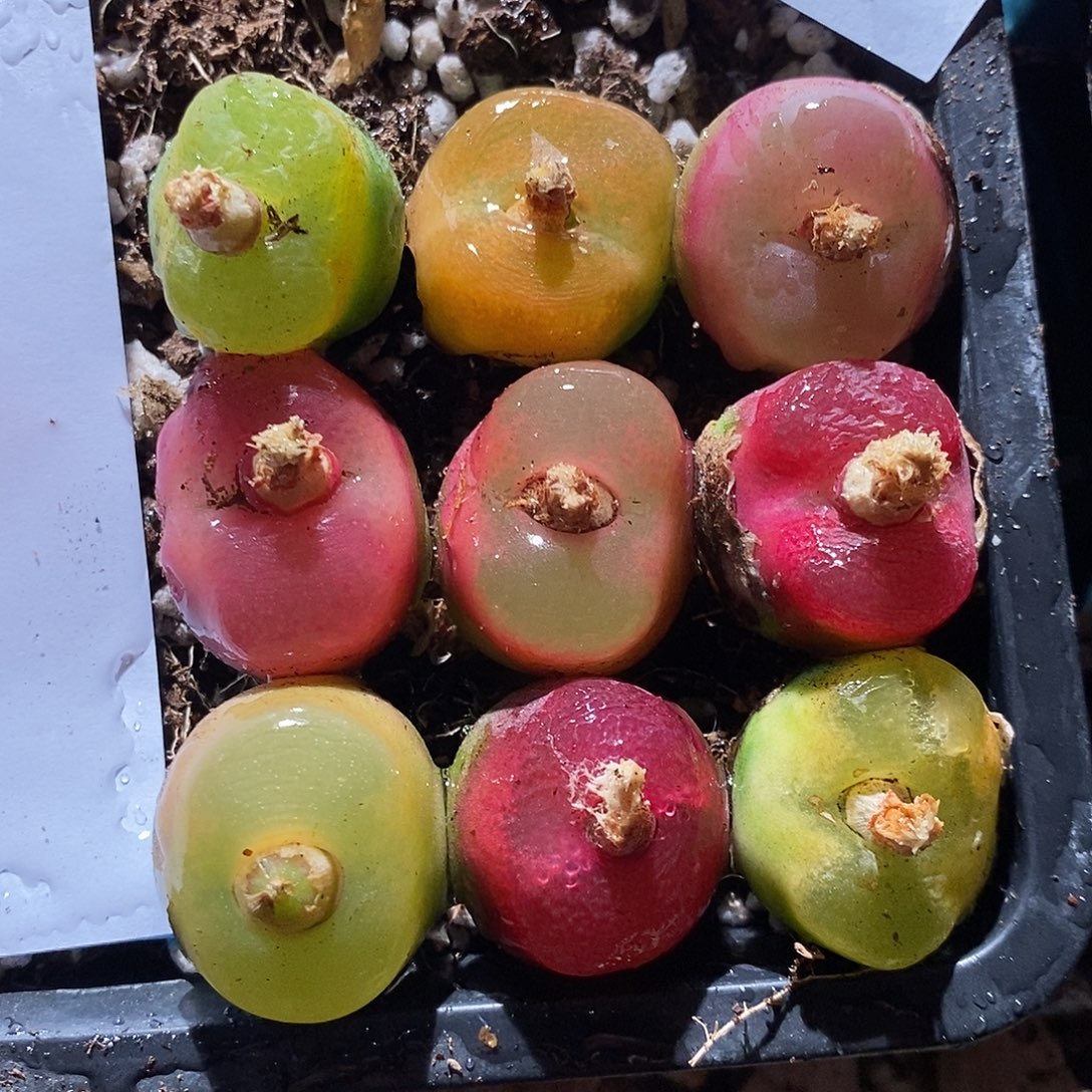 9319。  一组彩蟠桃。    