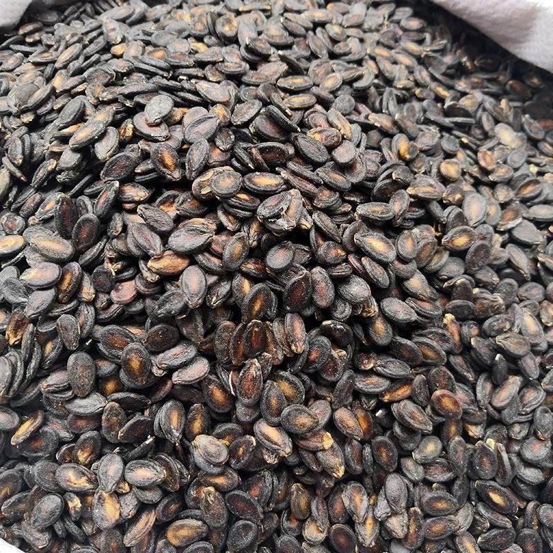 打瓜子黑瓜子安徽打瓜瓜子村民自种